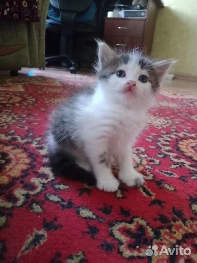 Отдам котят в добрые руки