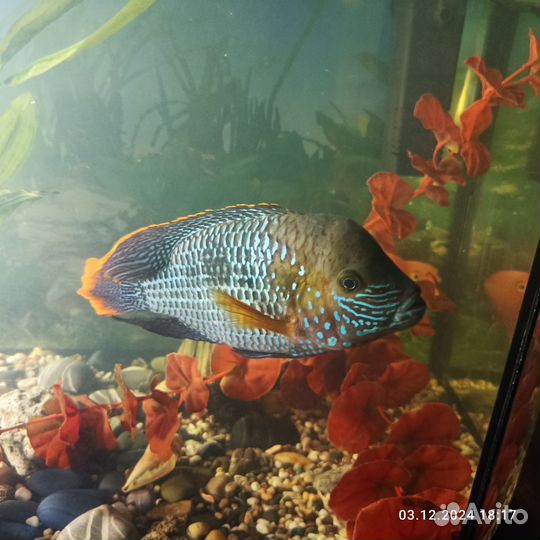Рыба в аквариум