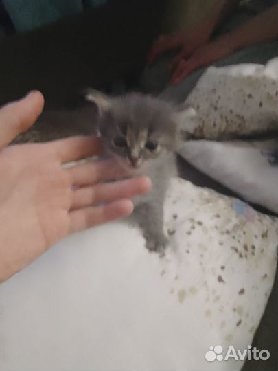 Котята в добрые руки даром девочка