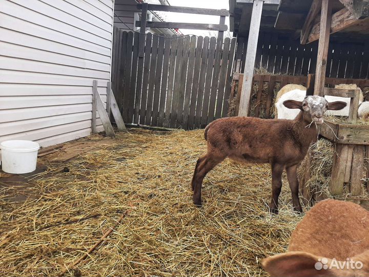 Овцы бараны катумские