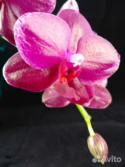 Орхидеи мини из частной коллекции
