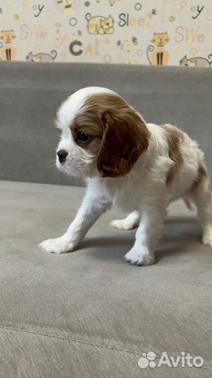 Кавалер Кинг чарльз спаниель
