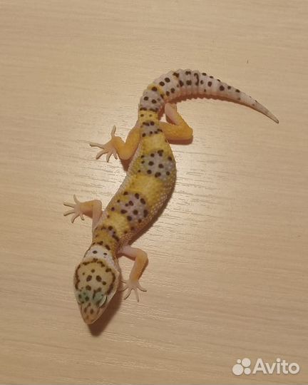 Эублефар малыши