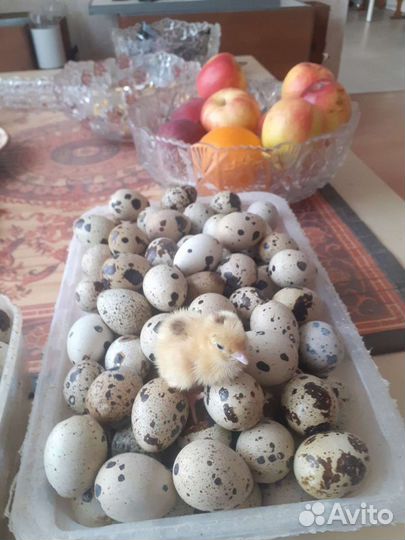 Техасский перепел