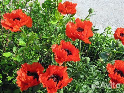 Мак махровый, калифорнийский