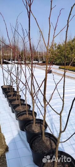 Без комьев чернозем Перегной крс,камаз,газ,зил 6Т