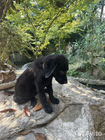 Щенки лабрадора