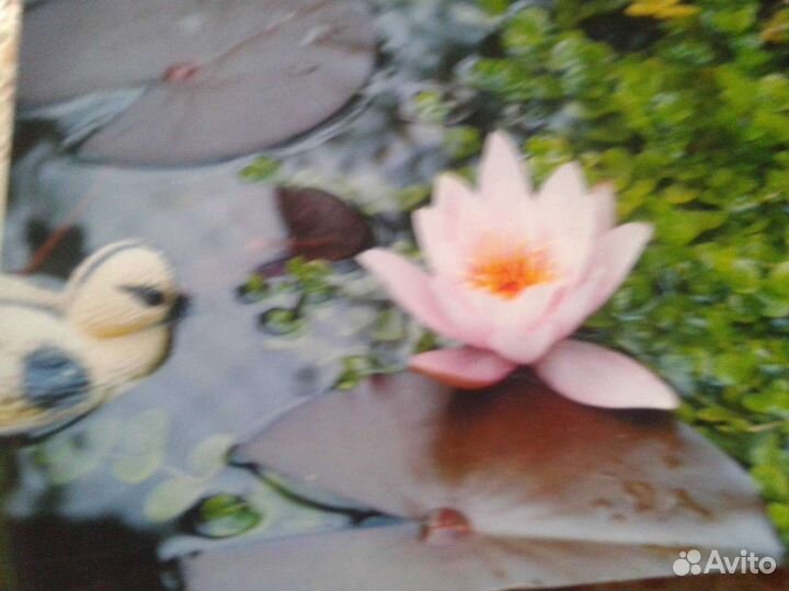 Нимфея розовая махровая корень