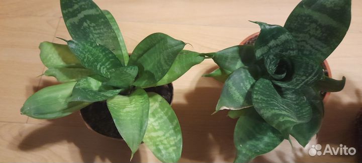 Сансевиерия. Плектрантус ароматный