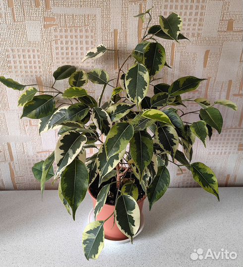 Фикусы Бенджамина