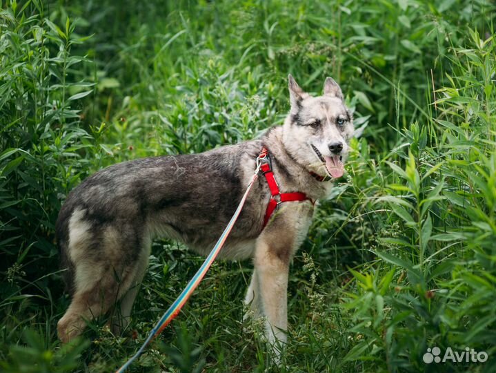Мраморная ласковая 