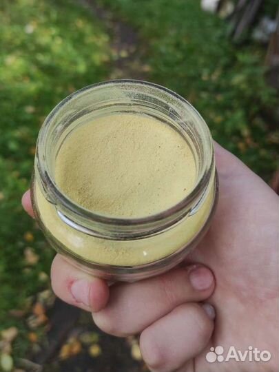 Пыльца карельской сосны