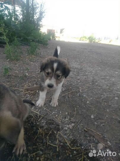 Щенок в добрые руки бесплатно маленькая порода