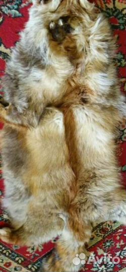 Шкуры лисии