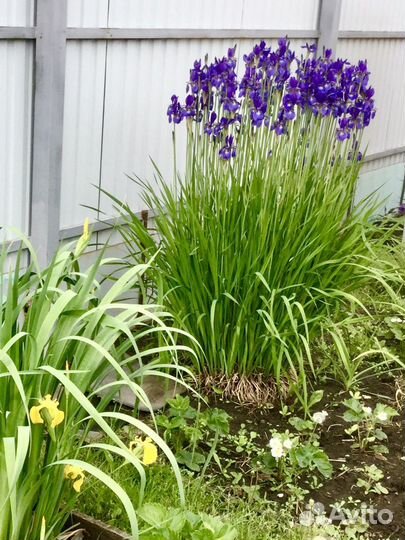 Ирис сибирский