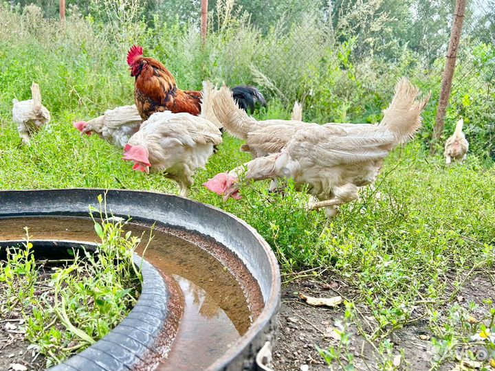 Куры несушки