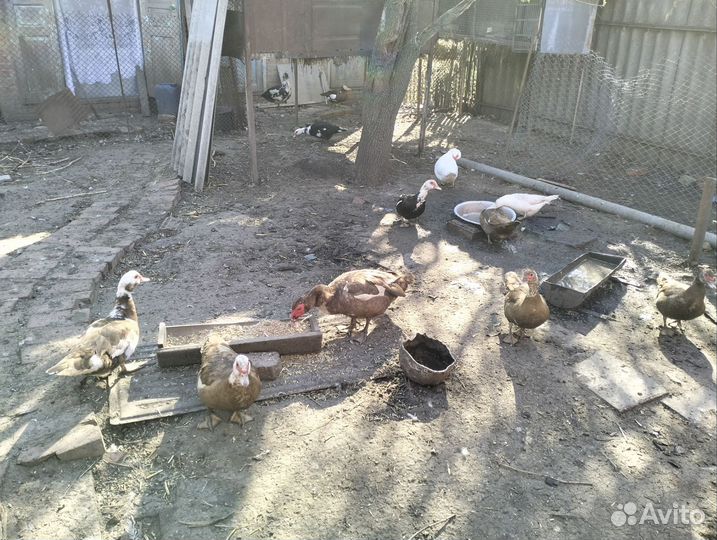 Яйцо индоуток(мускусных)