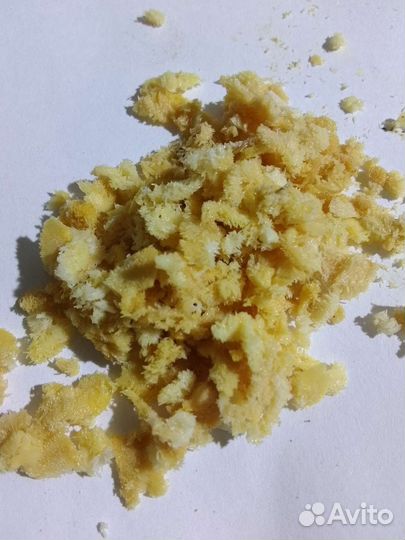 Яйцо черной львинки