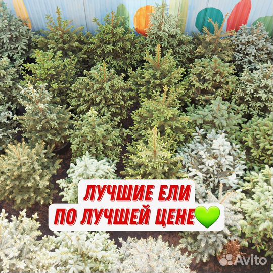 Елка ель голубая в горшке Ольденбург Глаука