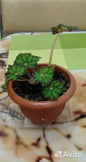 Бегония тигровая