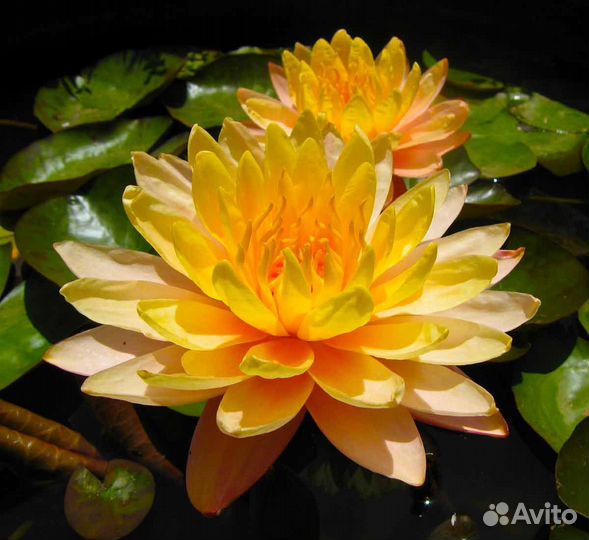 Нимфеи,водяной гиацинт и другие прудовые растения