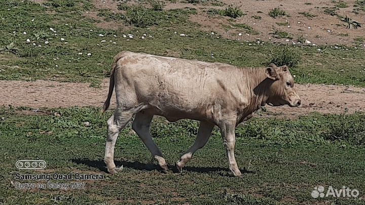 Бычки, телочки