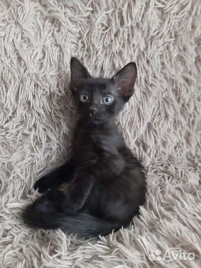 Донской сфинкс