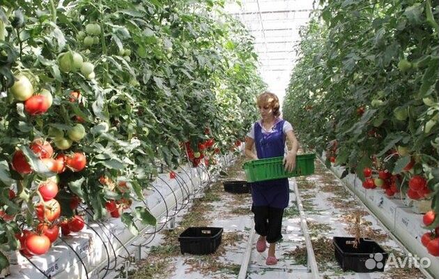 Работники в Современный Тепличный Комплекс вахта