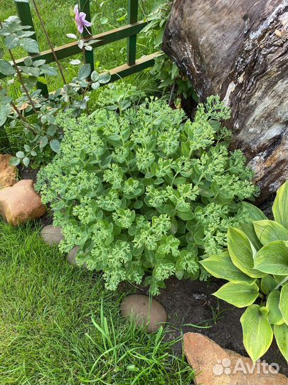 Многолетники для сада