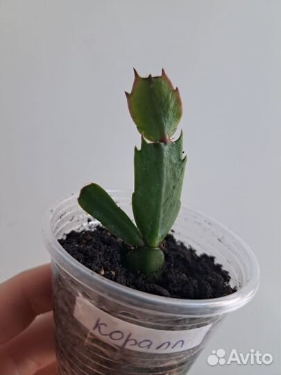 Садовые цветы(пролески)