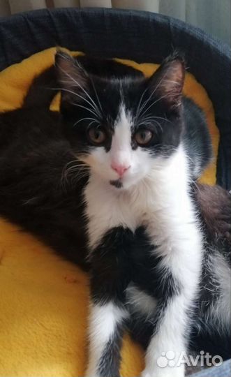 Кошка, котёнок подросток