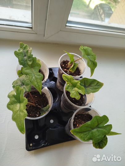 Алоказия жаклин