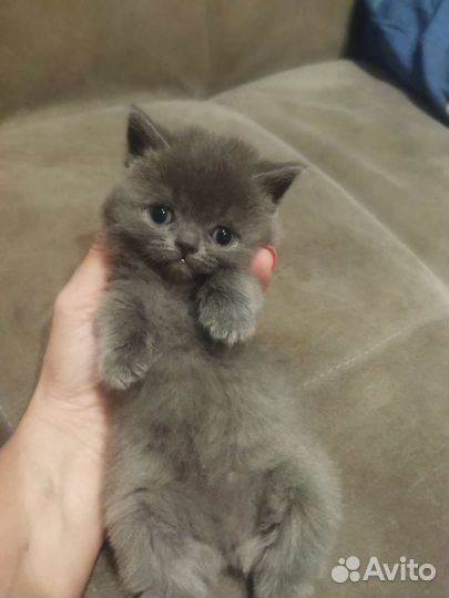 Британские котята