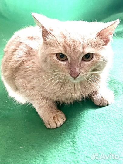 Котенок персиковый британец