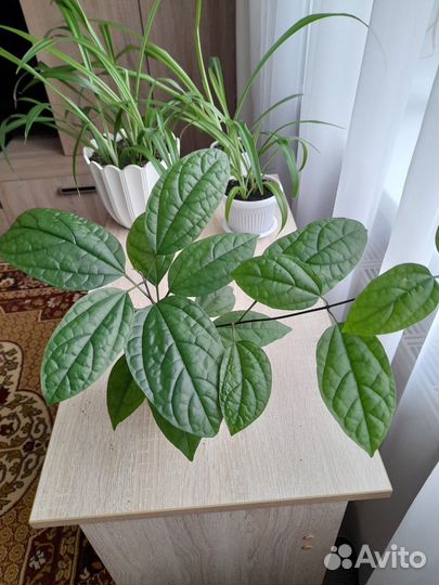 Клеродендрум