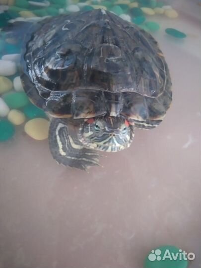 Красноухая черепаха