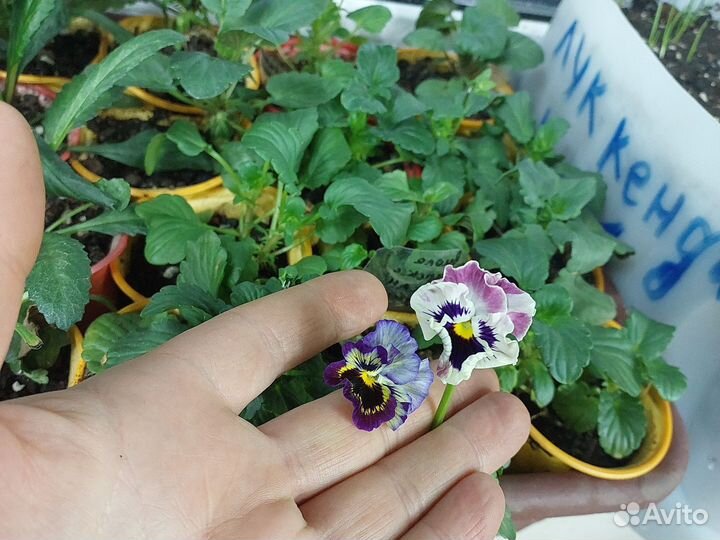Рассада виолы
