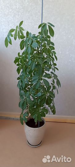 Комнатные растения цветы большие