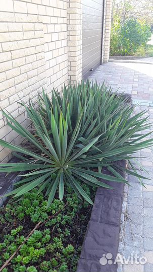 Для дизайна сада, дачи