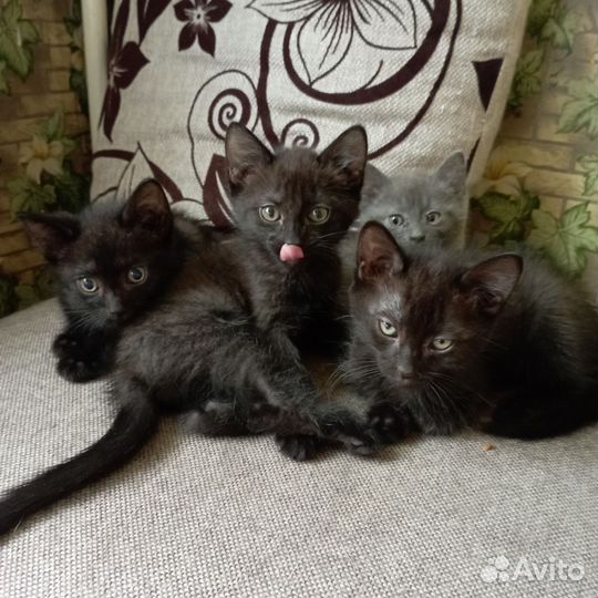 Котята в добрые руки бесплатно