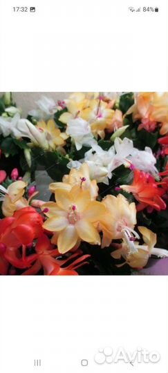 Декабрист несколько цветов