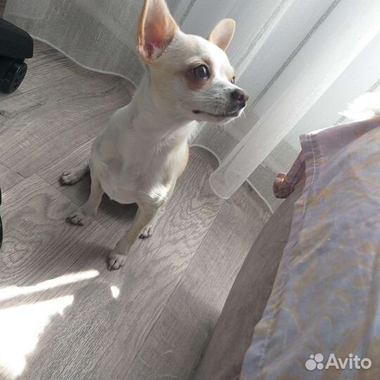 Вязка чихуахуа