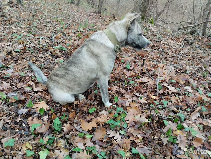 Собака в добрые руки отдам бесплатно