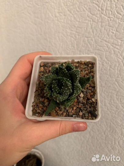 Хавортии разные