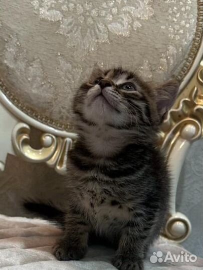 Котёнок девочка