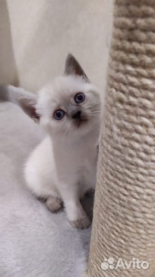 Шотландские котята