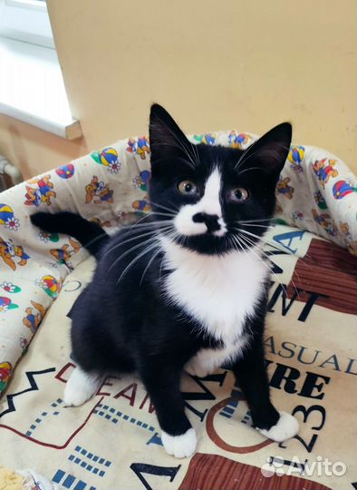 Ласкушка Кира