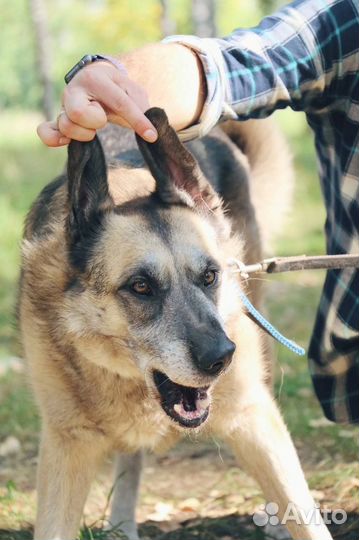 Самый добрый и ласковый пёс не может найти дом