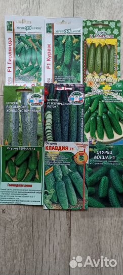 Рассада огурцов