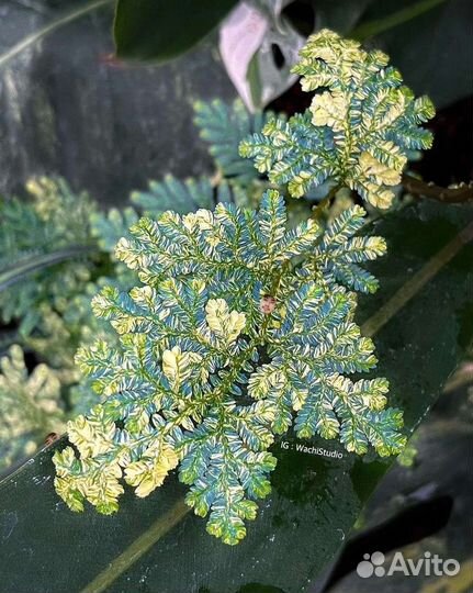 Селагинелла Blue Spikemoss var